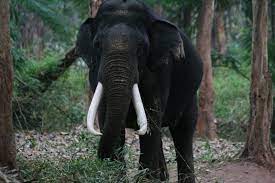 Elephant in the Rainforest of Western Ghats, India.jpg