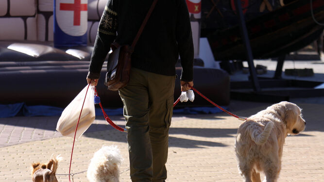 hombre-pasea-junto-perros-Malaga_1277282515_88425562_667x375.jpg
