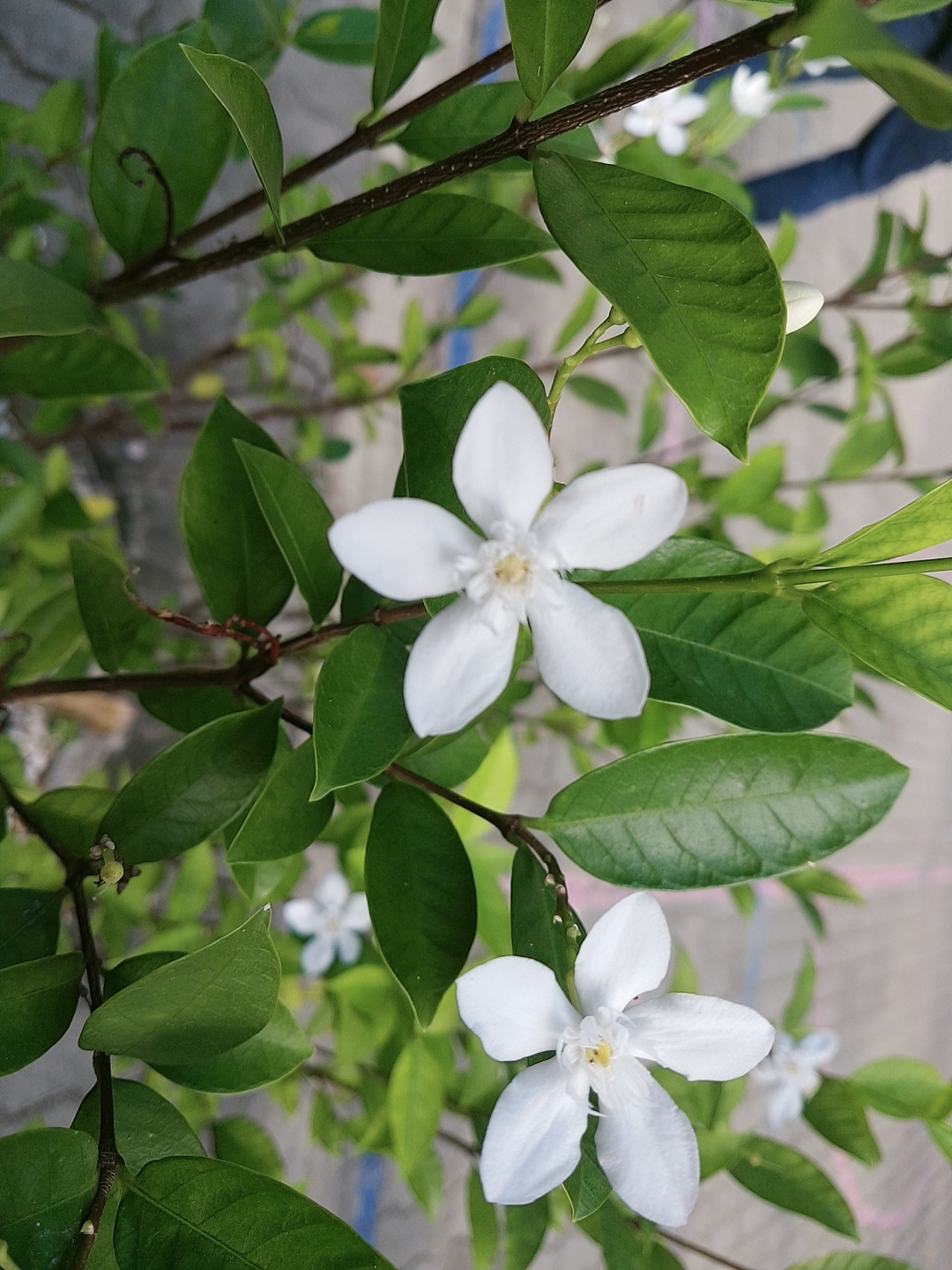 beauty_20201230083409.jpg