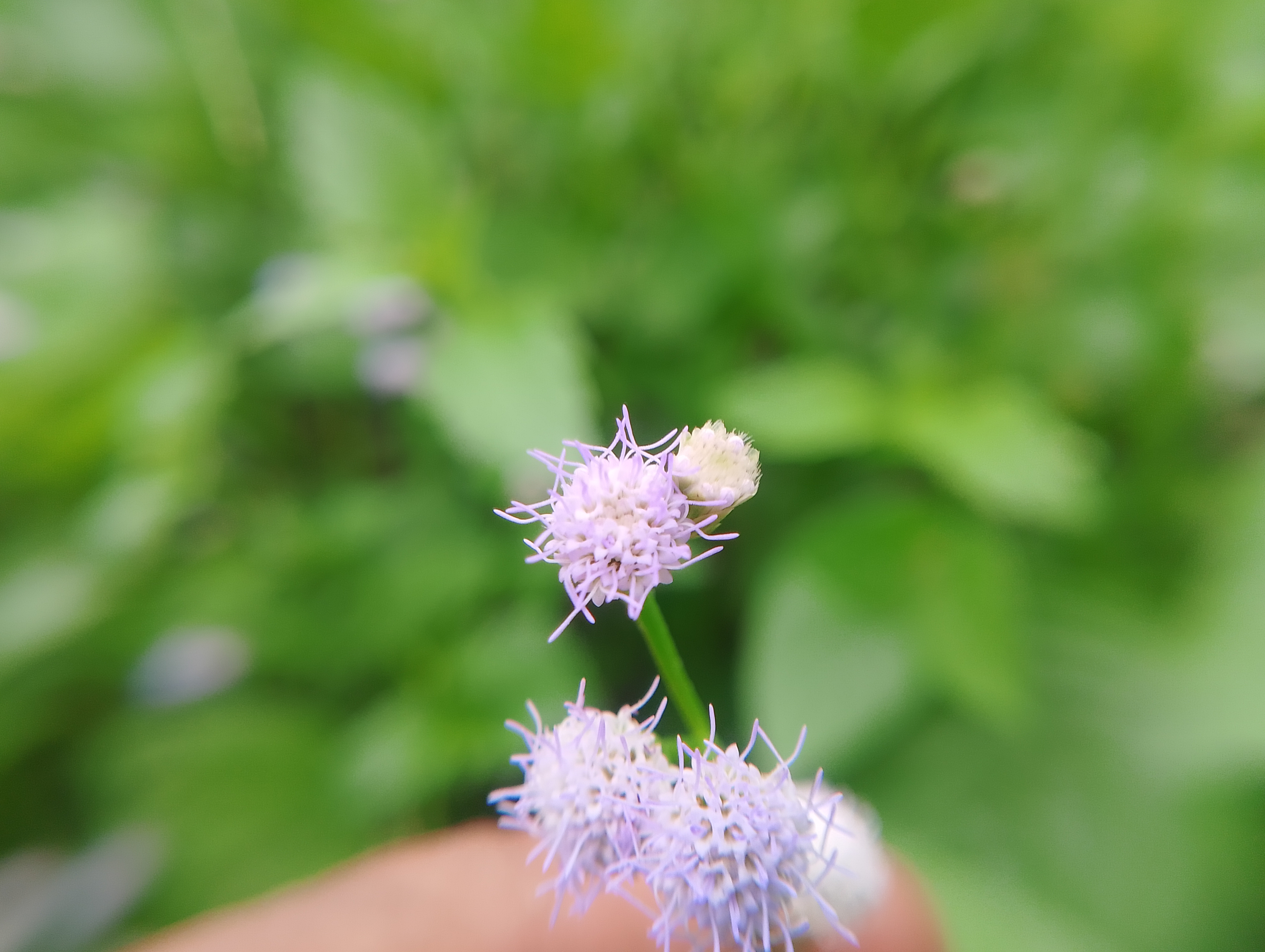 IMG_20250609_173803.jpg