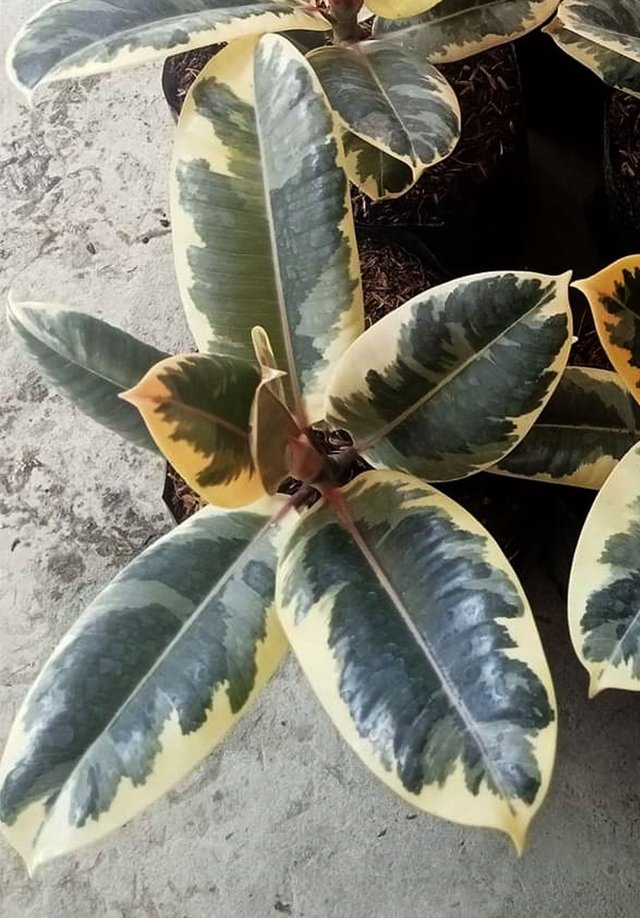Rubber plant 4.jpg