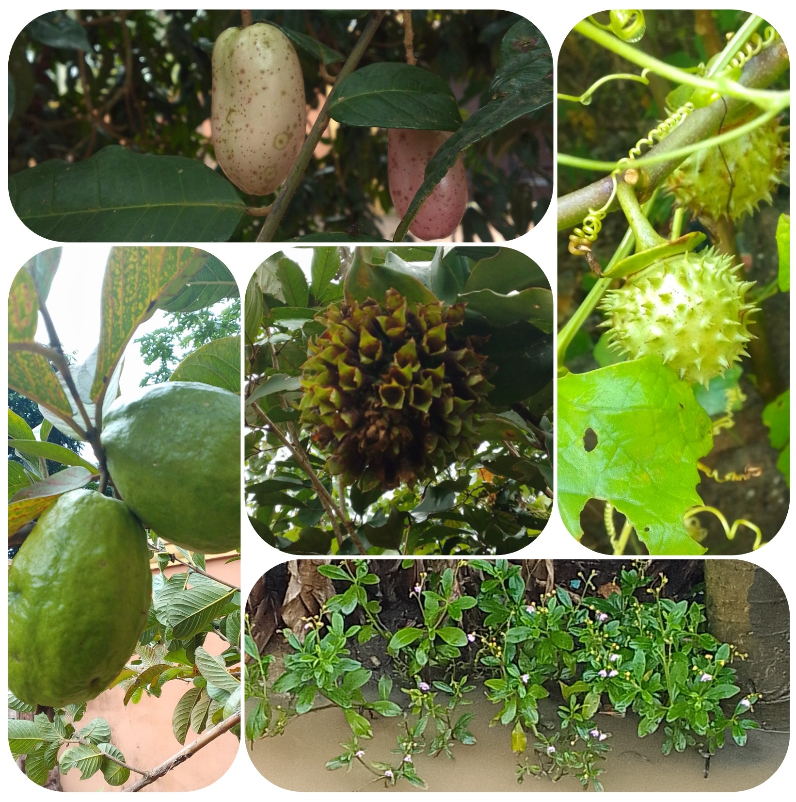 The Beauty Part Of Nature In My Environment 