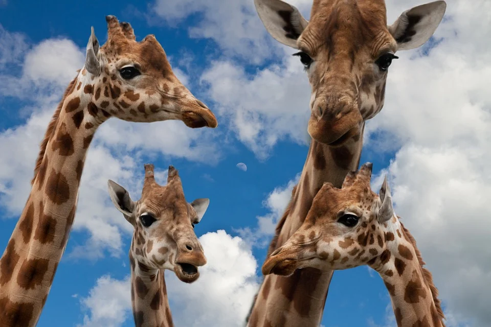 giraffes-627033_960_720.webp