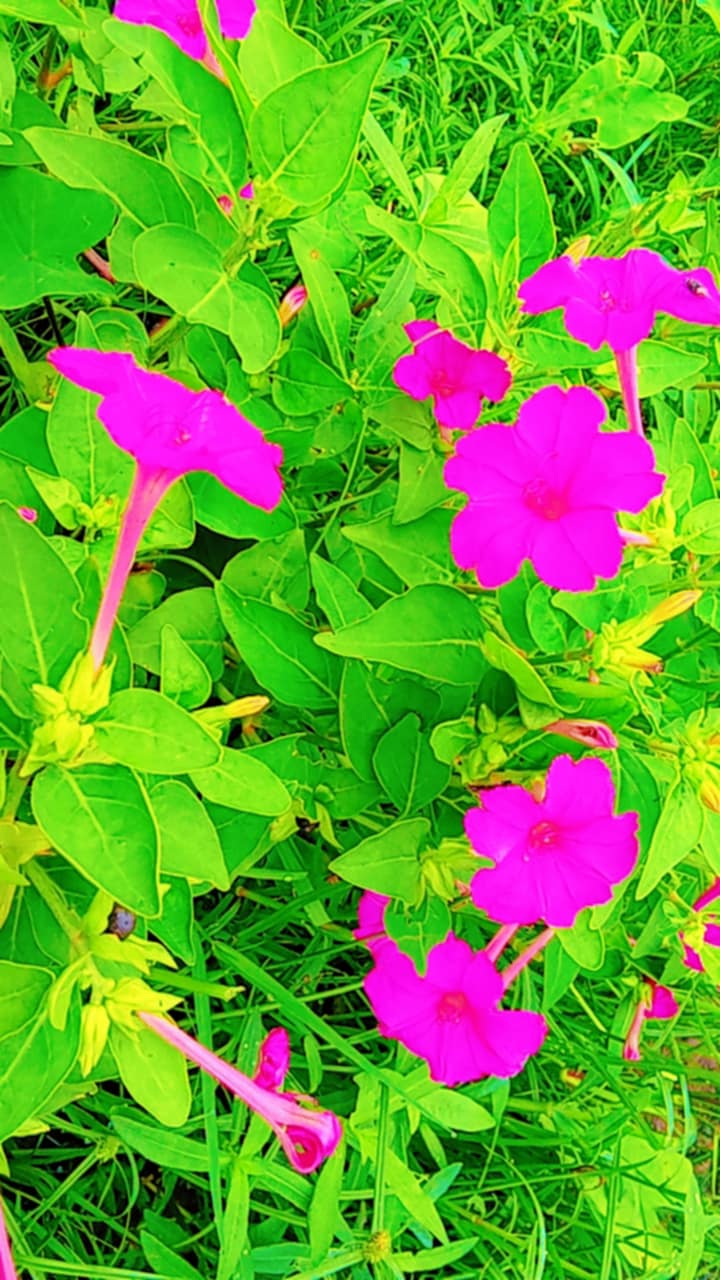 Messenger_creation_AD4CAD5E-331C-40BE-99F7-F77E752C24F8.jpeg