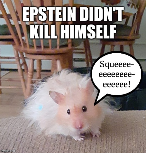 epstein_guineapig_squeeee (1).jpg