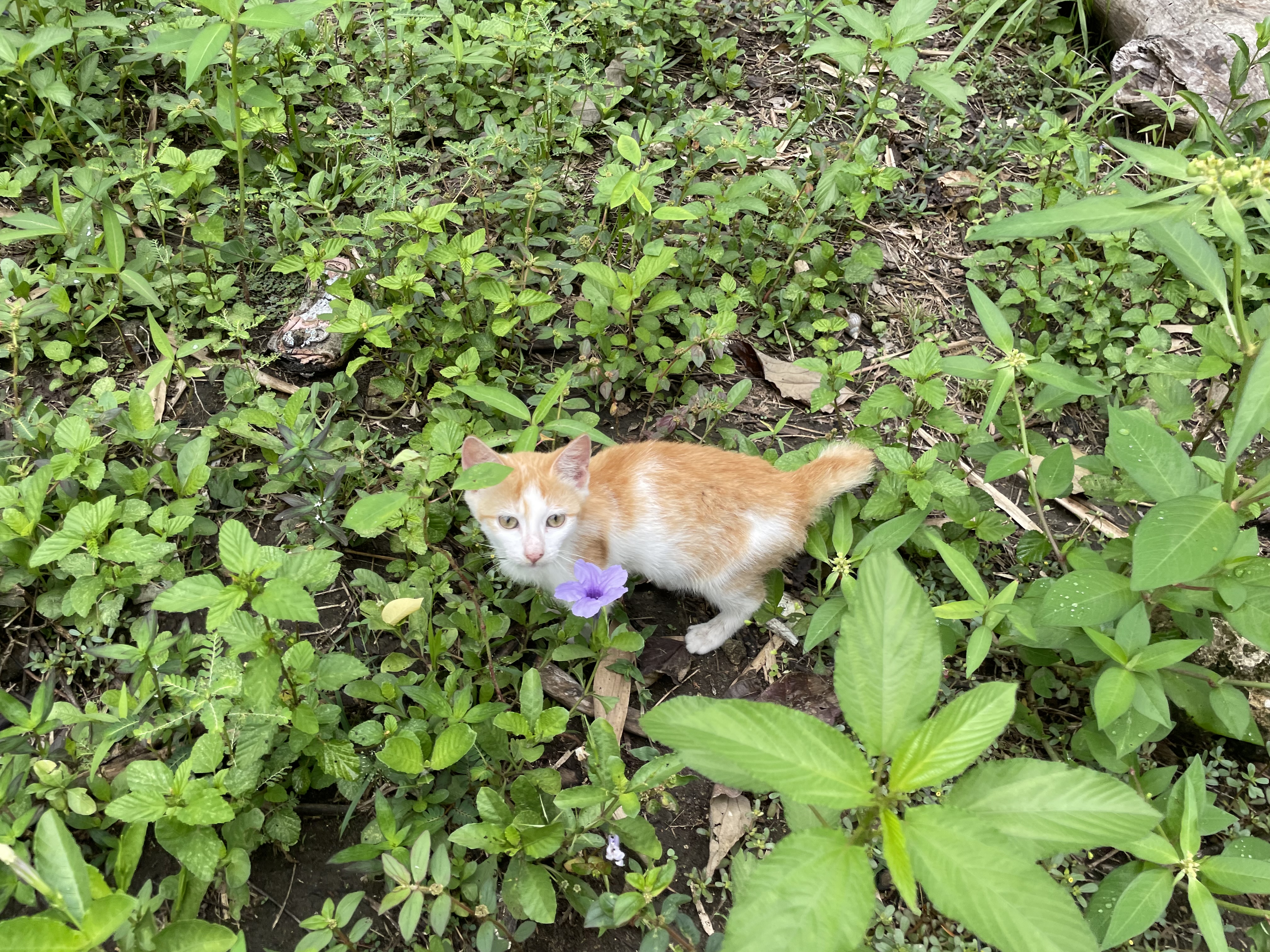 IMG_5239.jpeg