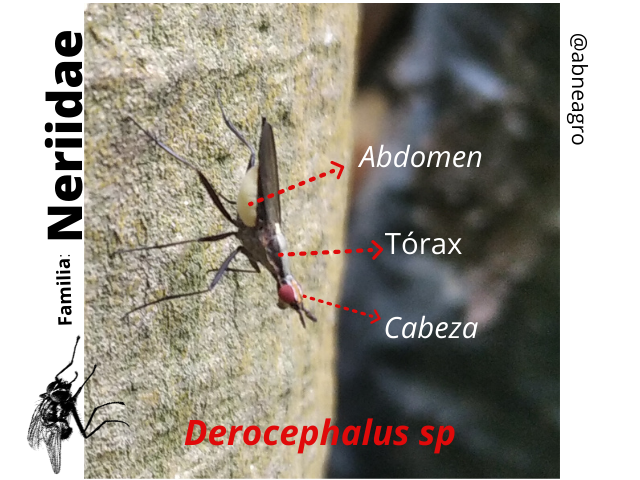 Diptera(7).png