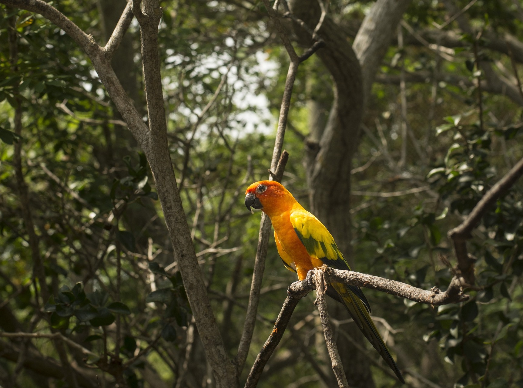 Loros del amazomna.jpg