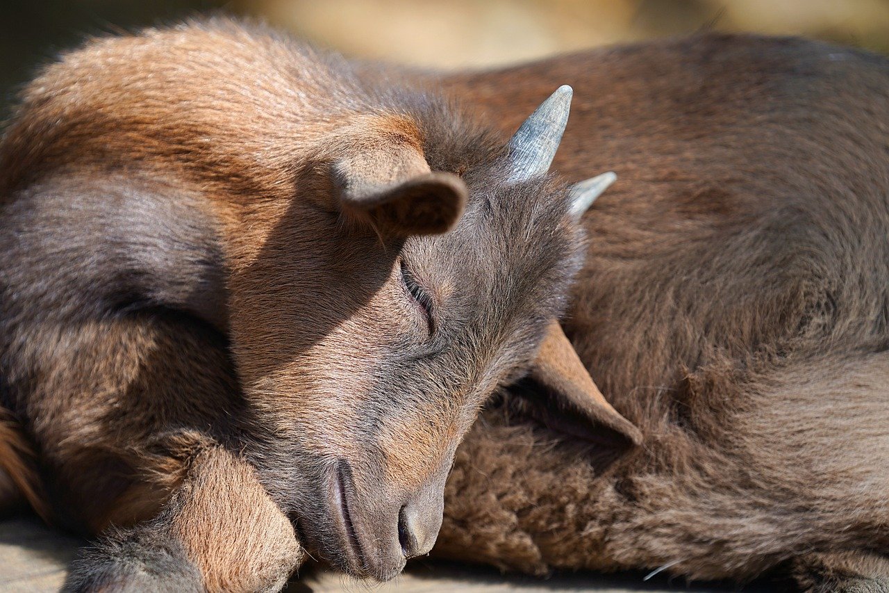 goat-8313480_1280.jpg