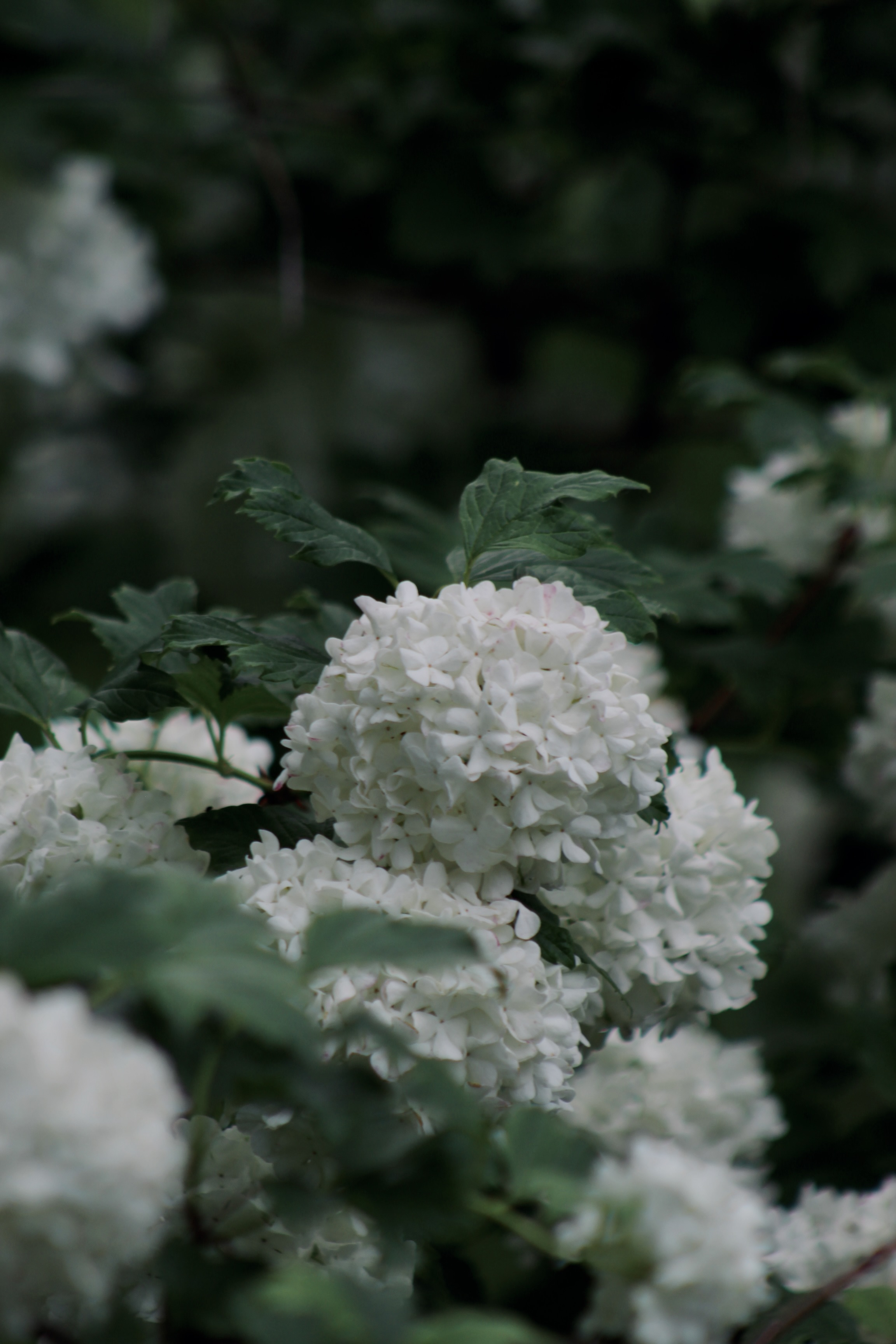 IMG_2973.jpeg