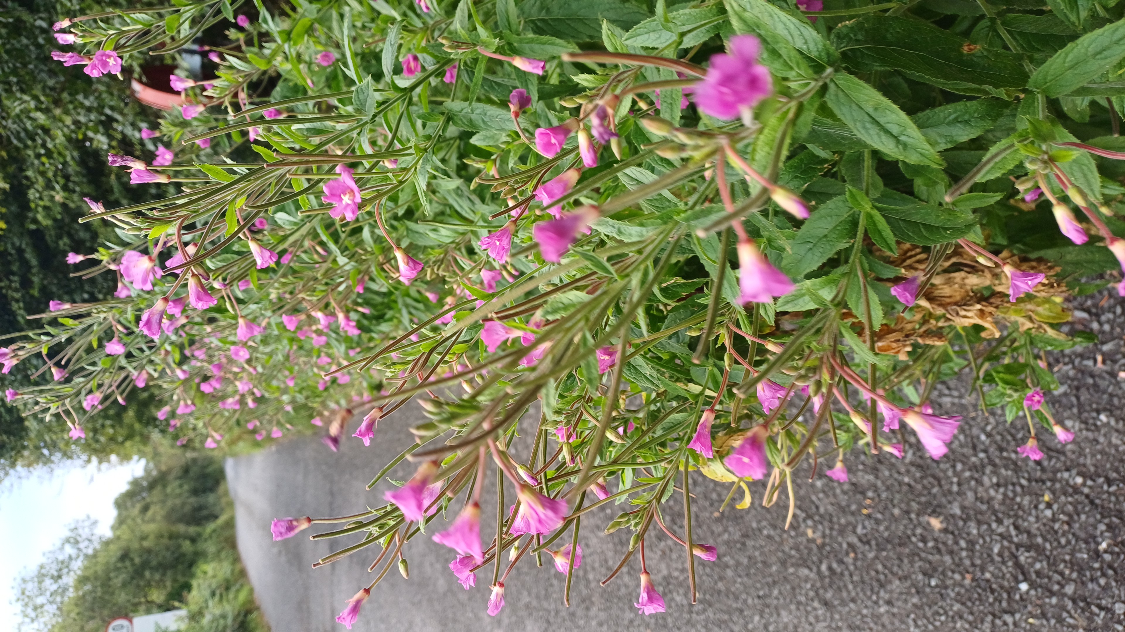 IMG-20250729-WA0041.jpeg