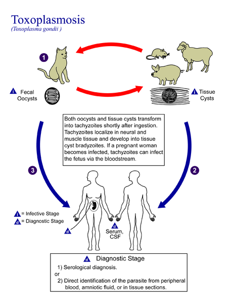 Toxoplasma_gondii_Life_cycle_PHIL_3421_lores.png