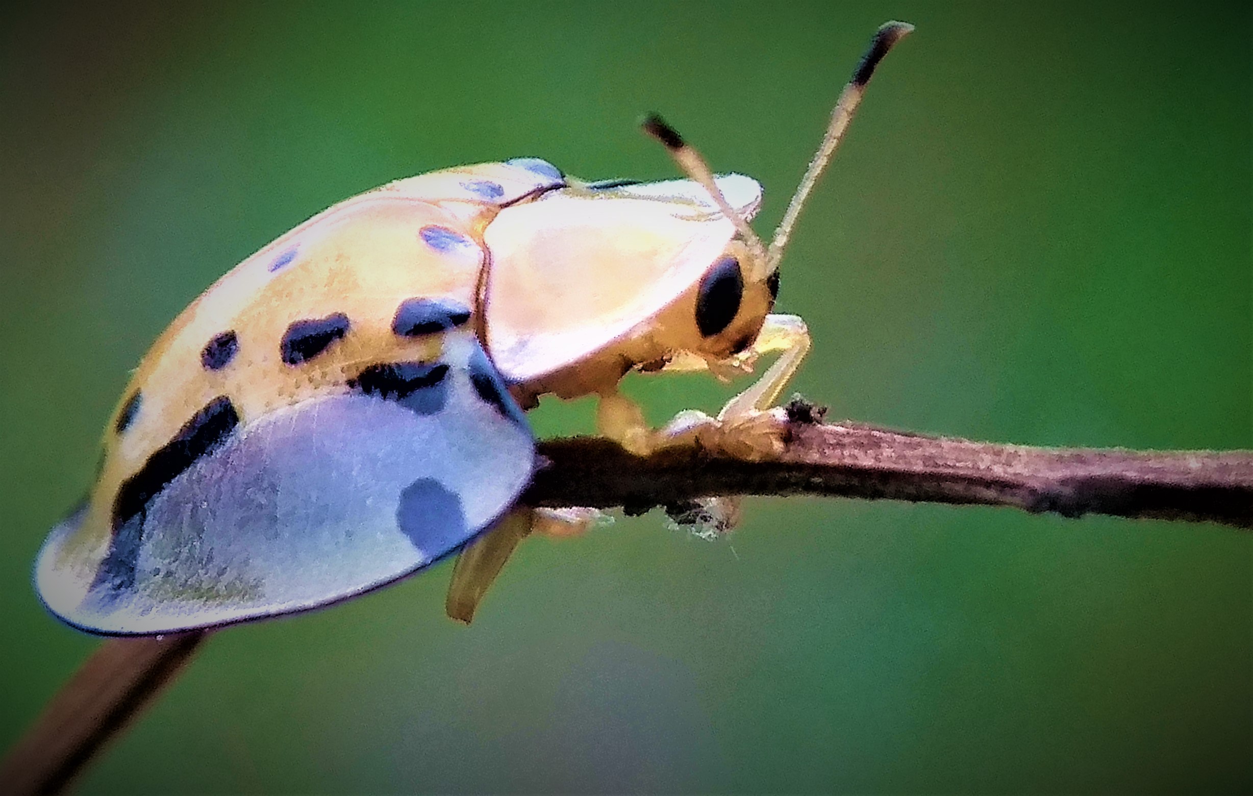 INSECTS: The Spotted Tortoise Beetle or Aspidomorpha miliaris Unique in ...