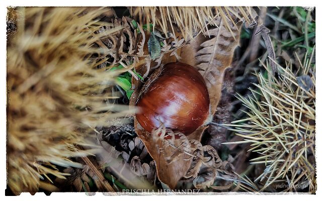 chestnut (1) -640- by Priscilla Hernandez.jpg