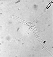 220px-Fdl17-9-grey.jpg