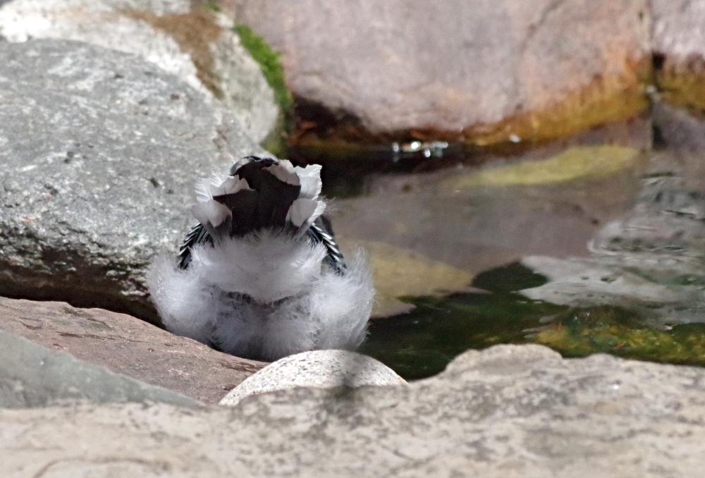 birds-feathered-friends-bluejay-8.jpg