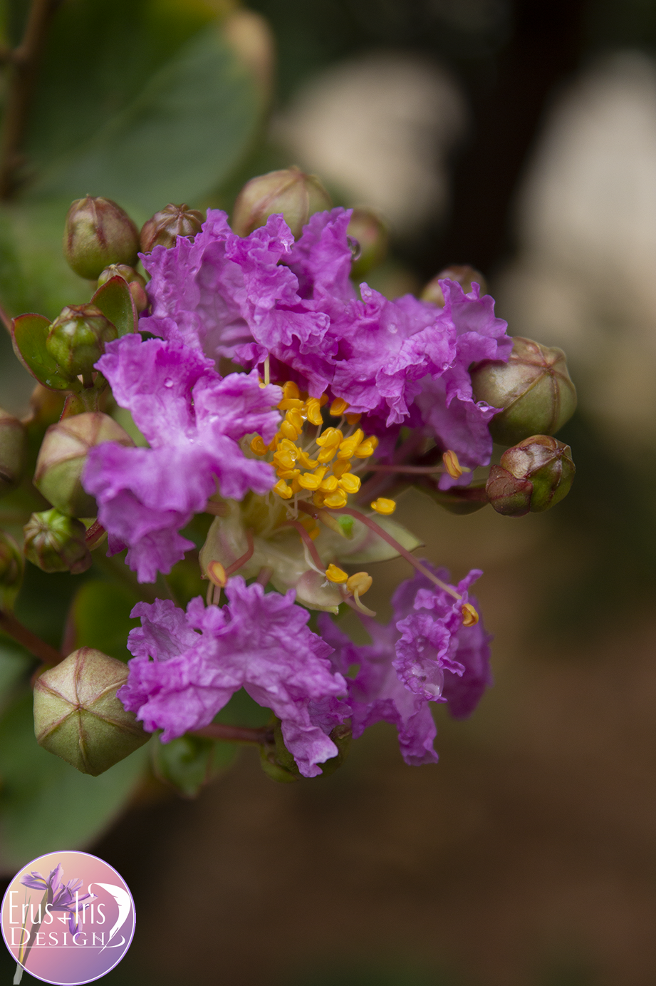 Flowering Tree.png