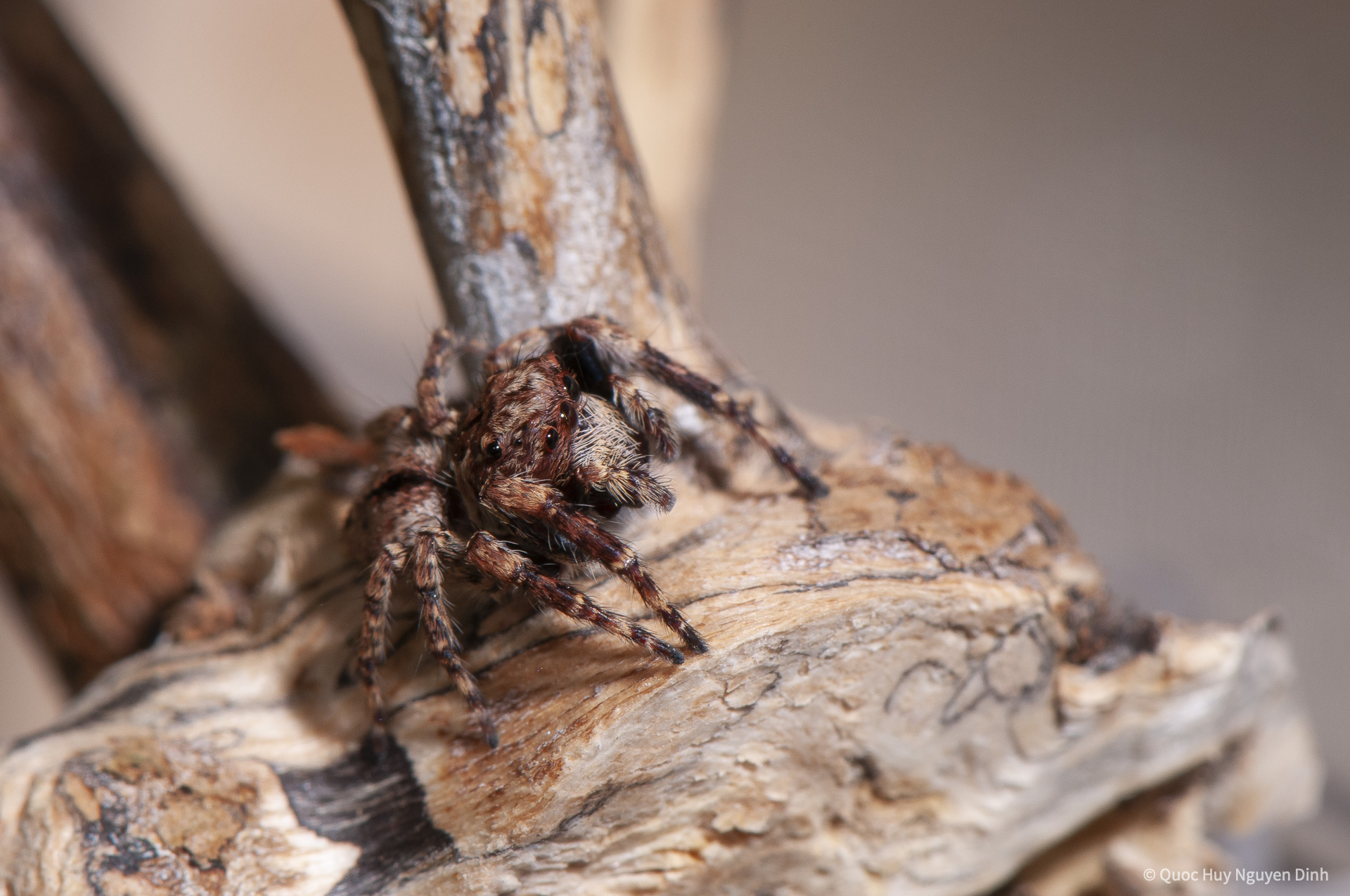 Jumping Spider - Servaea sp-8.jpg