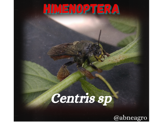 Himenoptera(2).png