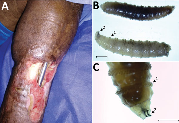 screwworm-fly-unhealed-wound18-1053-f1-539ee6-small.jpg