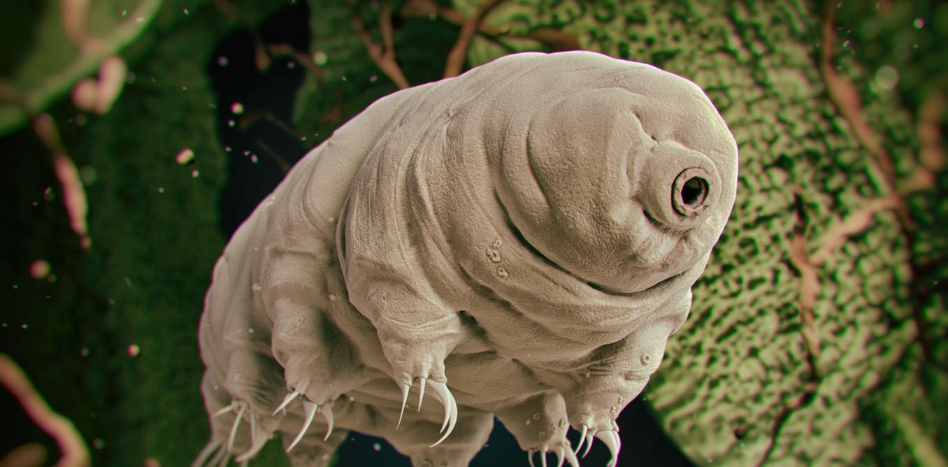 tardigradesw.jpg