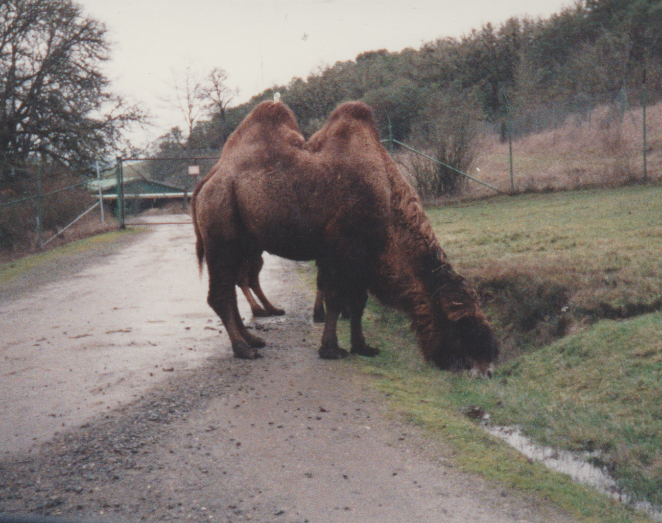 1992-12-26 - Saturday - Wildlife Safari Trip, Marilyn, Crystal-17.png