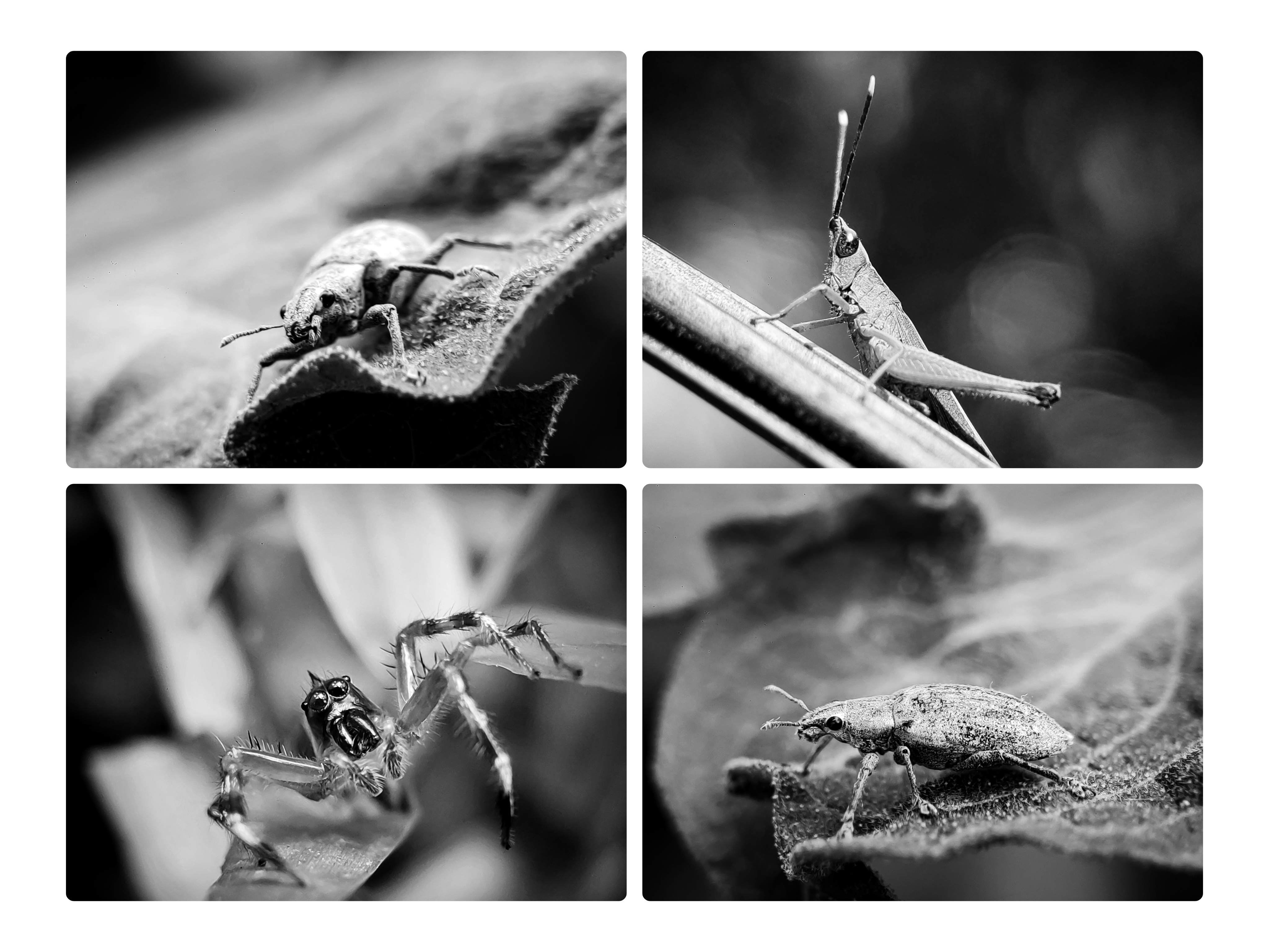 Monomad | Hunting 3 species of small animals on this sunny day looks very beautiful and graceful - 19 Photos