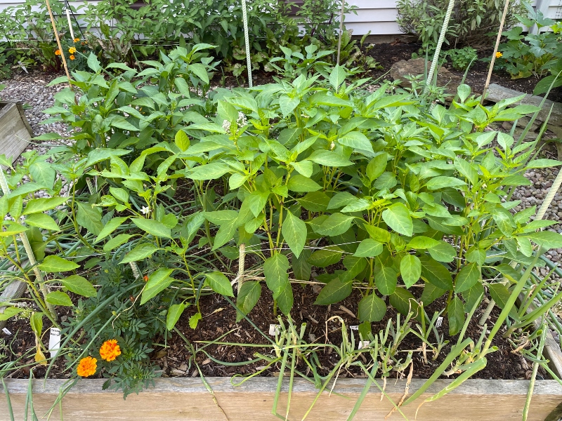 hivegarden-harvesting-peppers.jpg