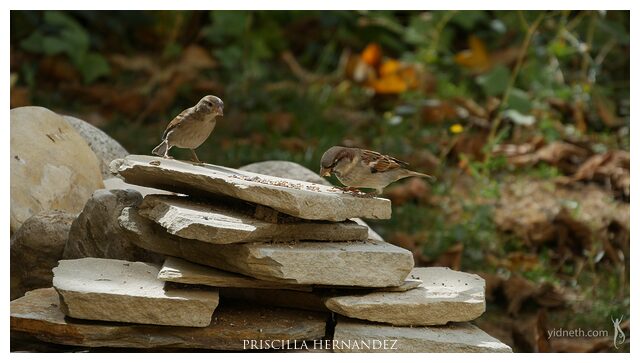 jardin_feedthebirds (4) -640- by Priscilla Hernandez.jpg