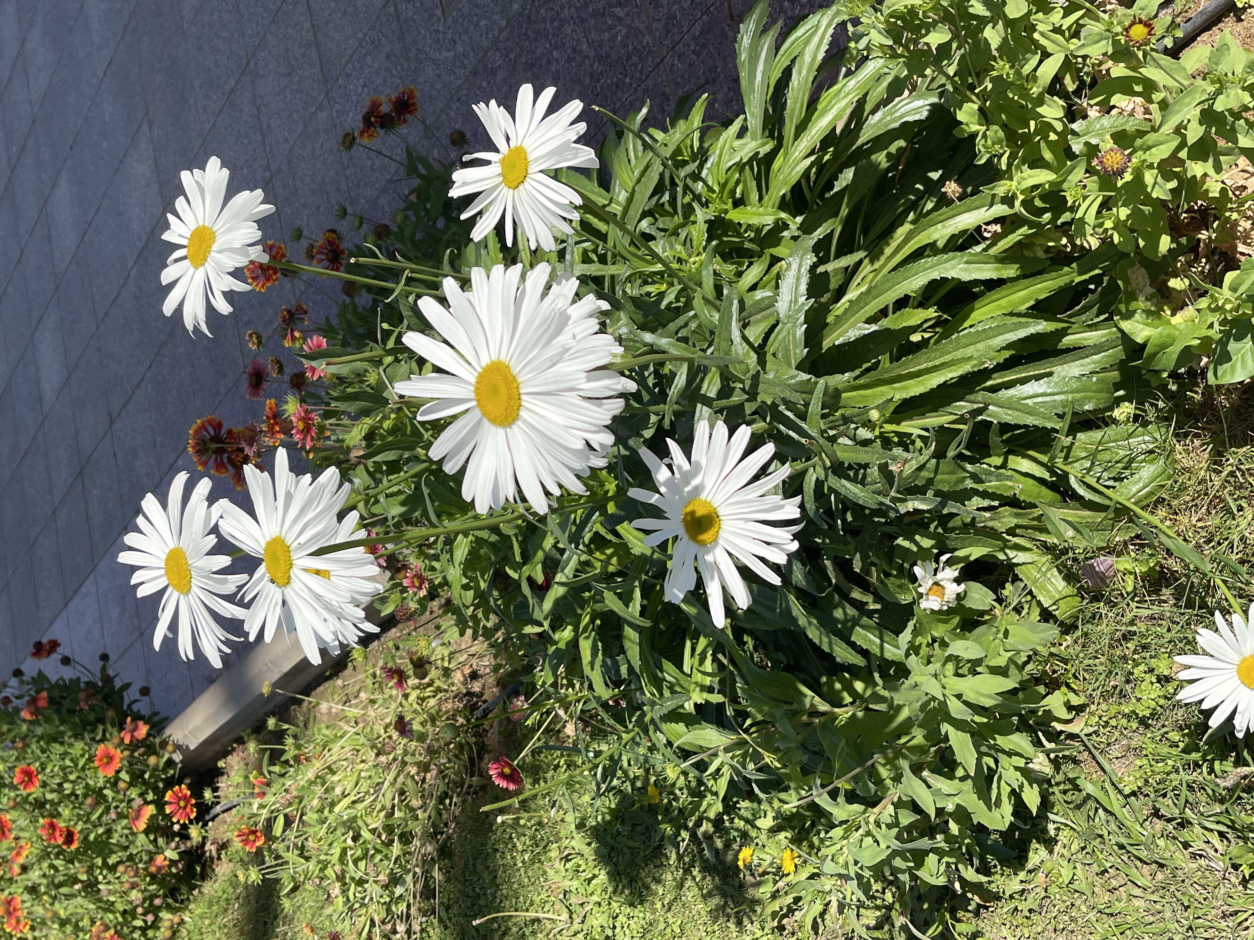 IMG_9481.jpeg