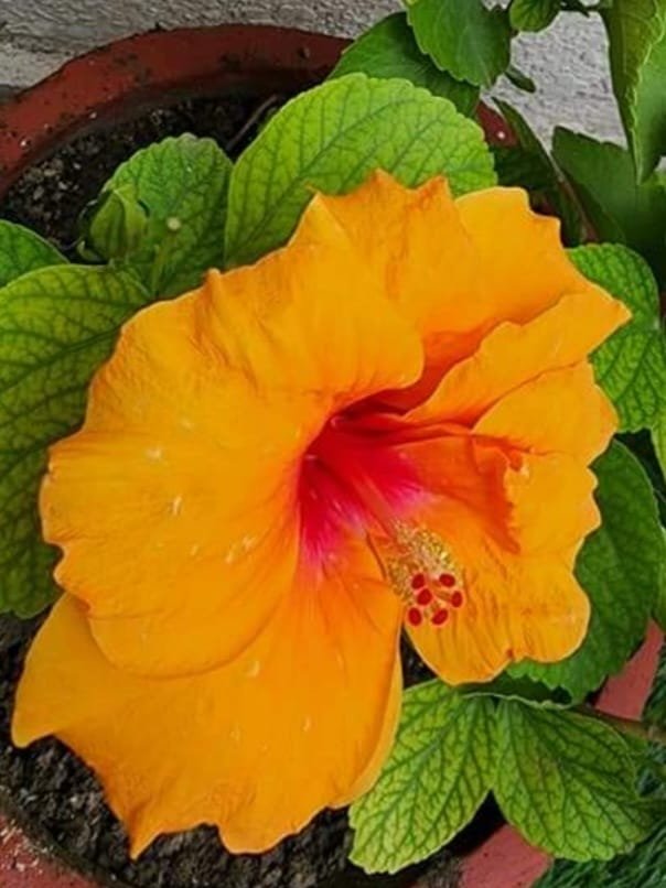 Orange hibiscus flower 2.jpg