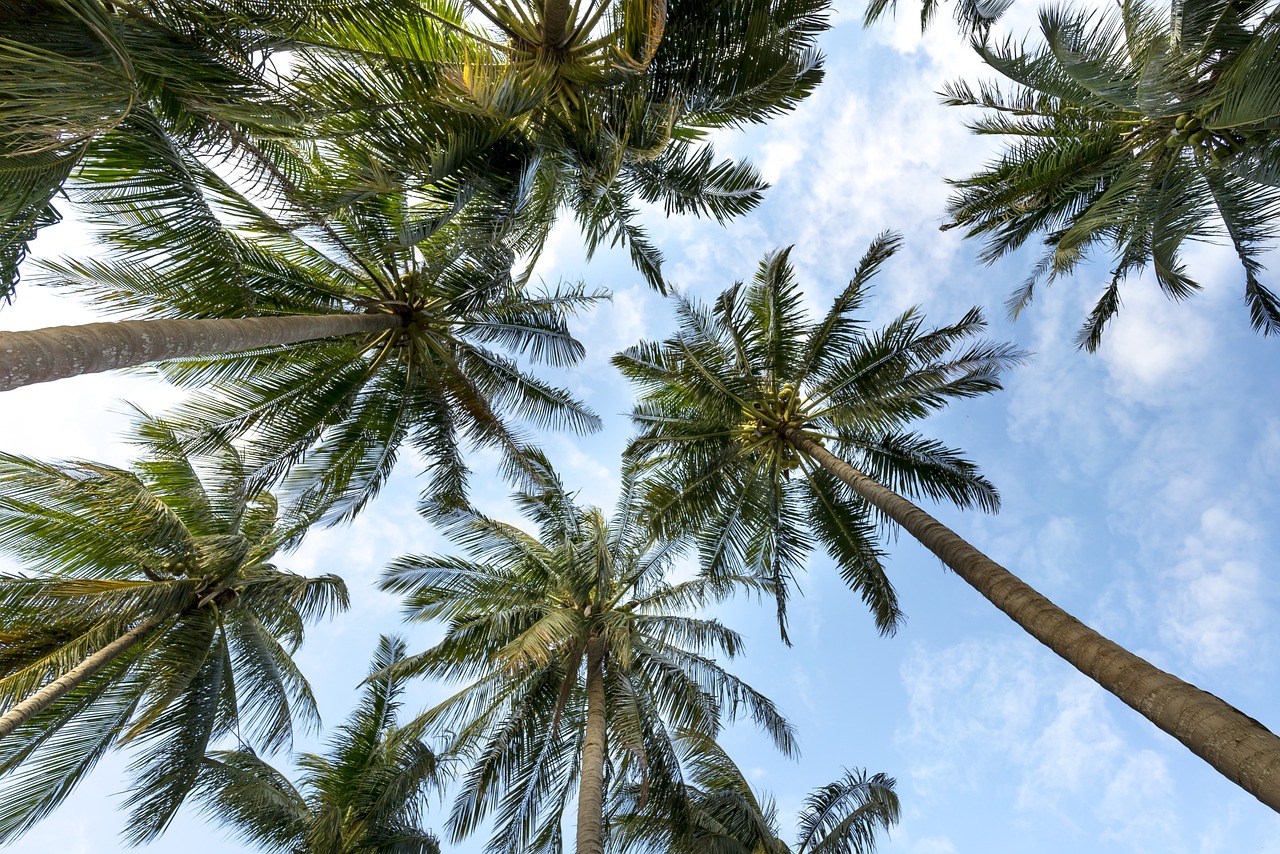palm-trees-gc308664fd_1280.jpg