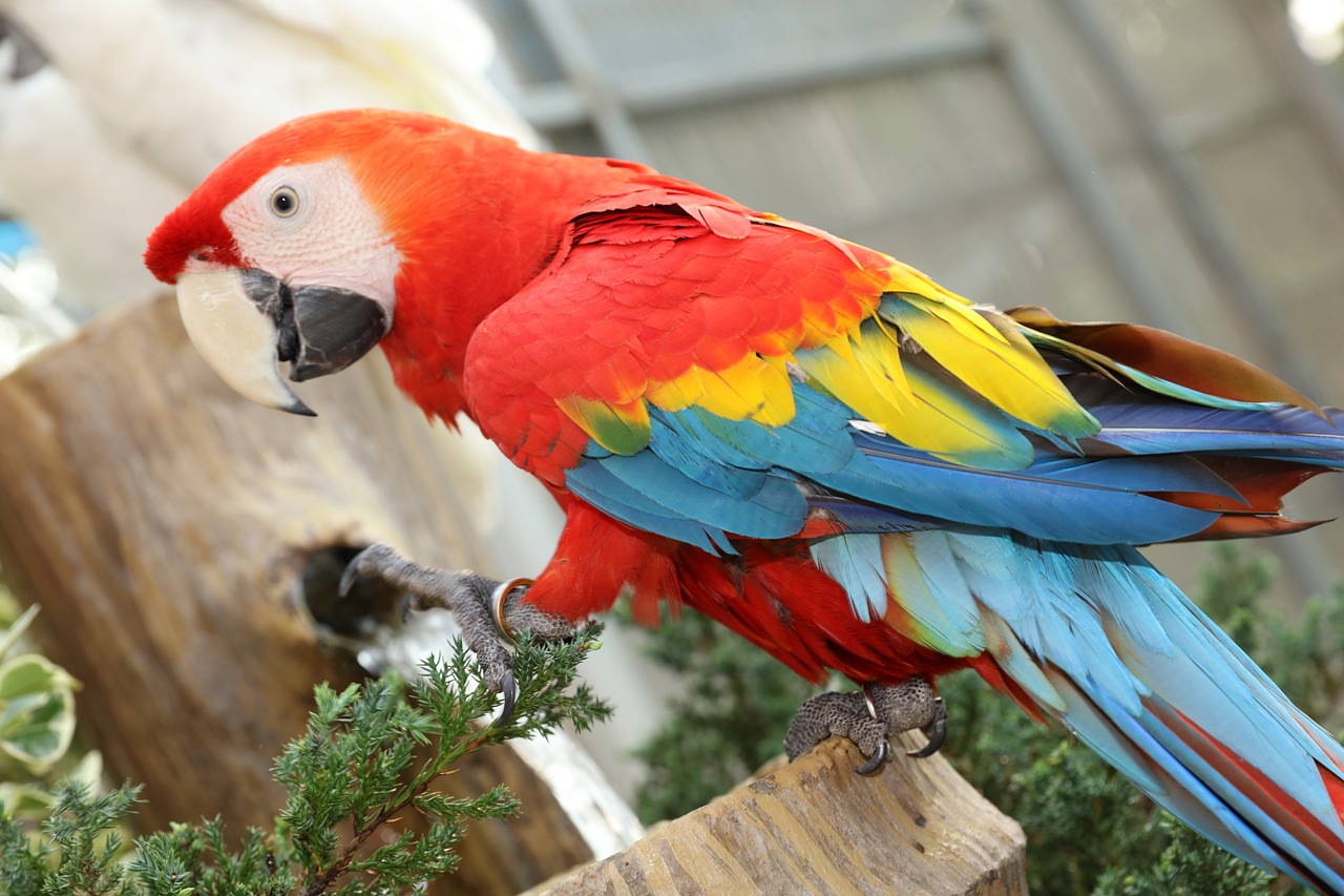 beautiful-macaw-4488675_1280.jpg