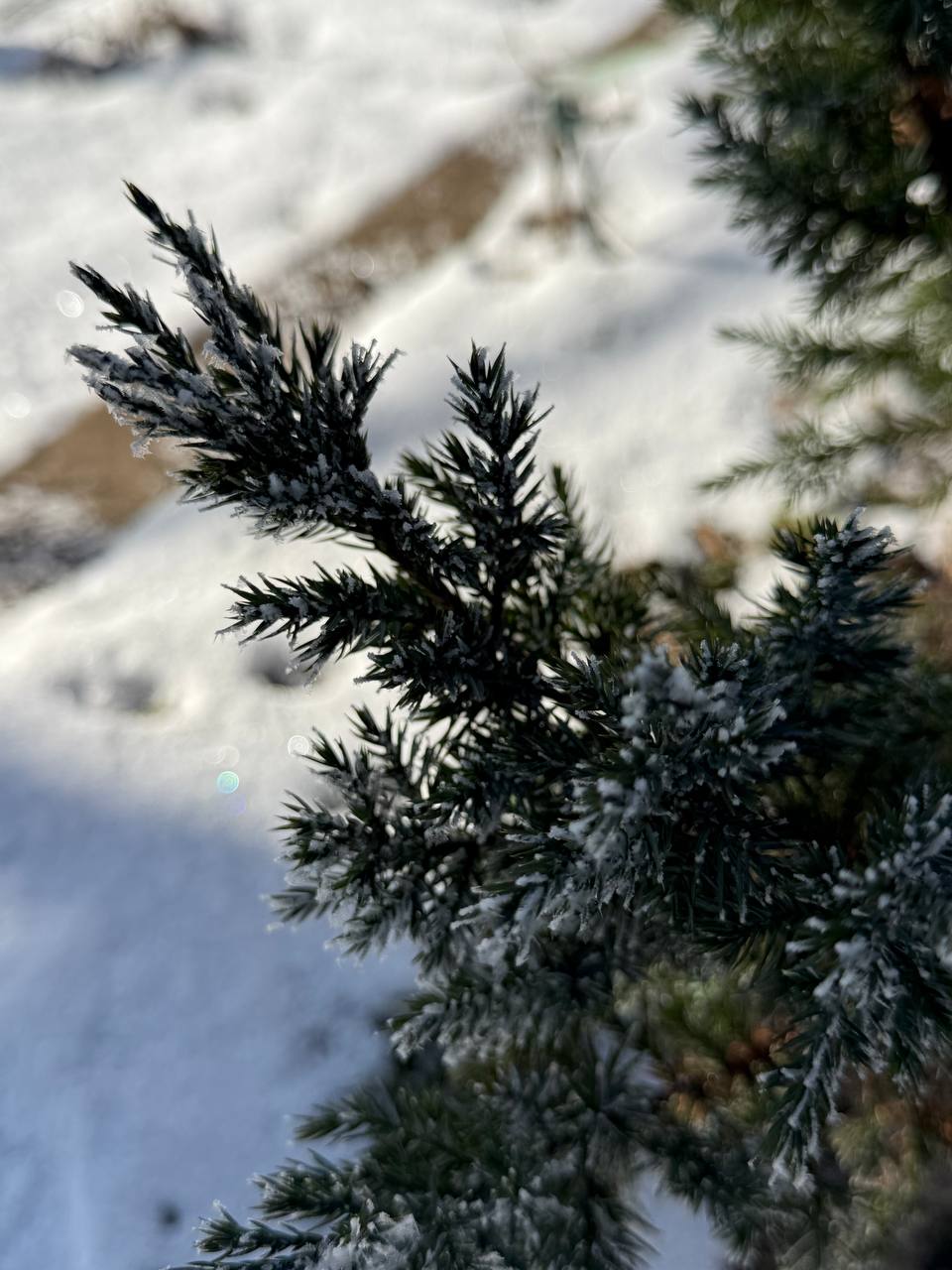 IMG_1037.jpeg