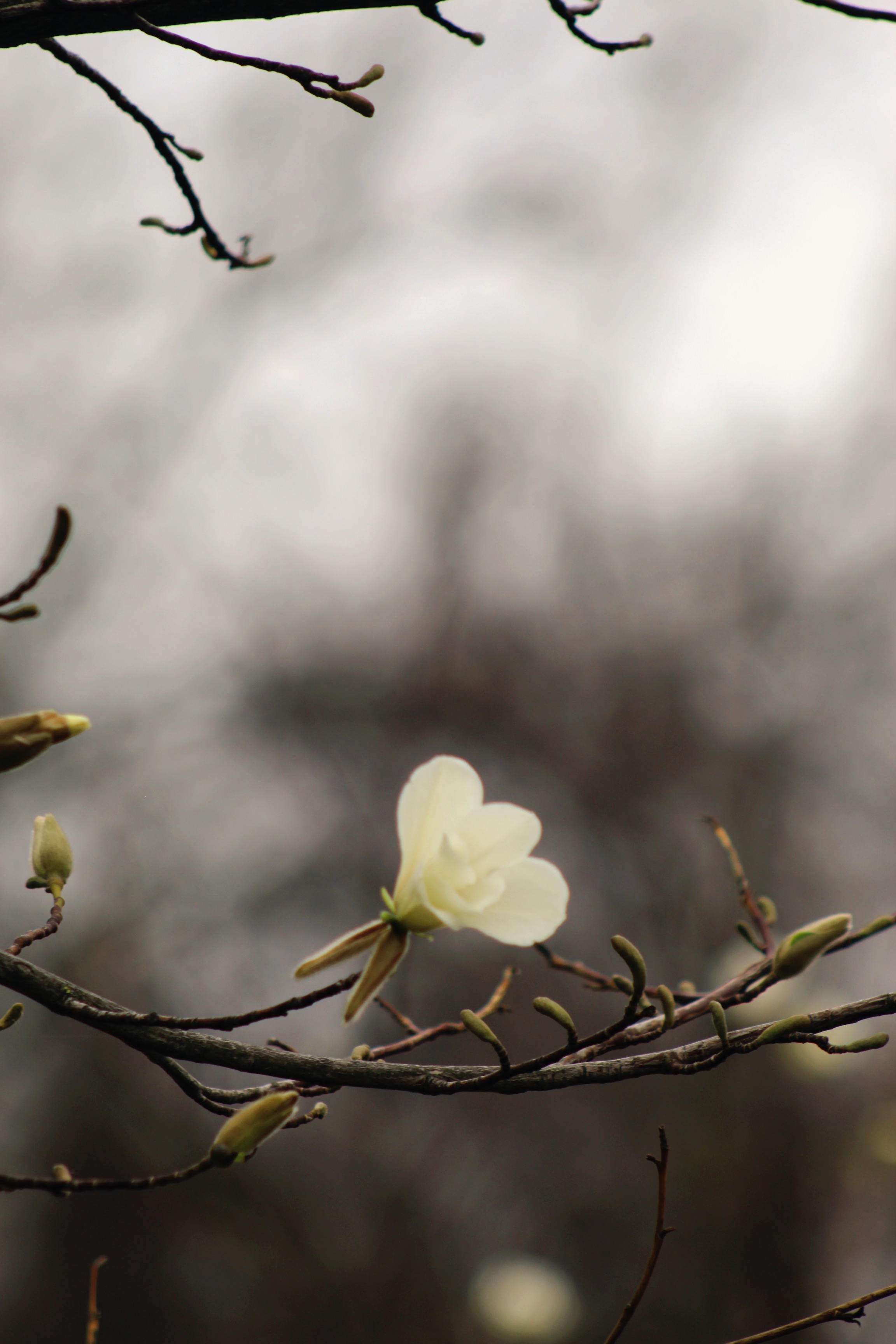 IMG_1804.jpeg