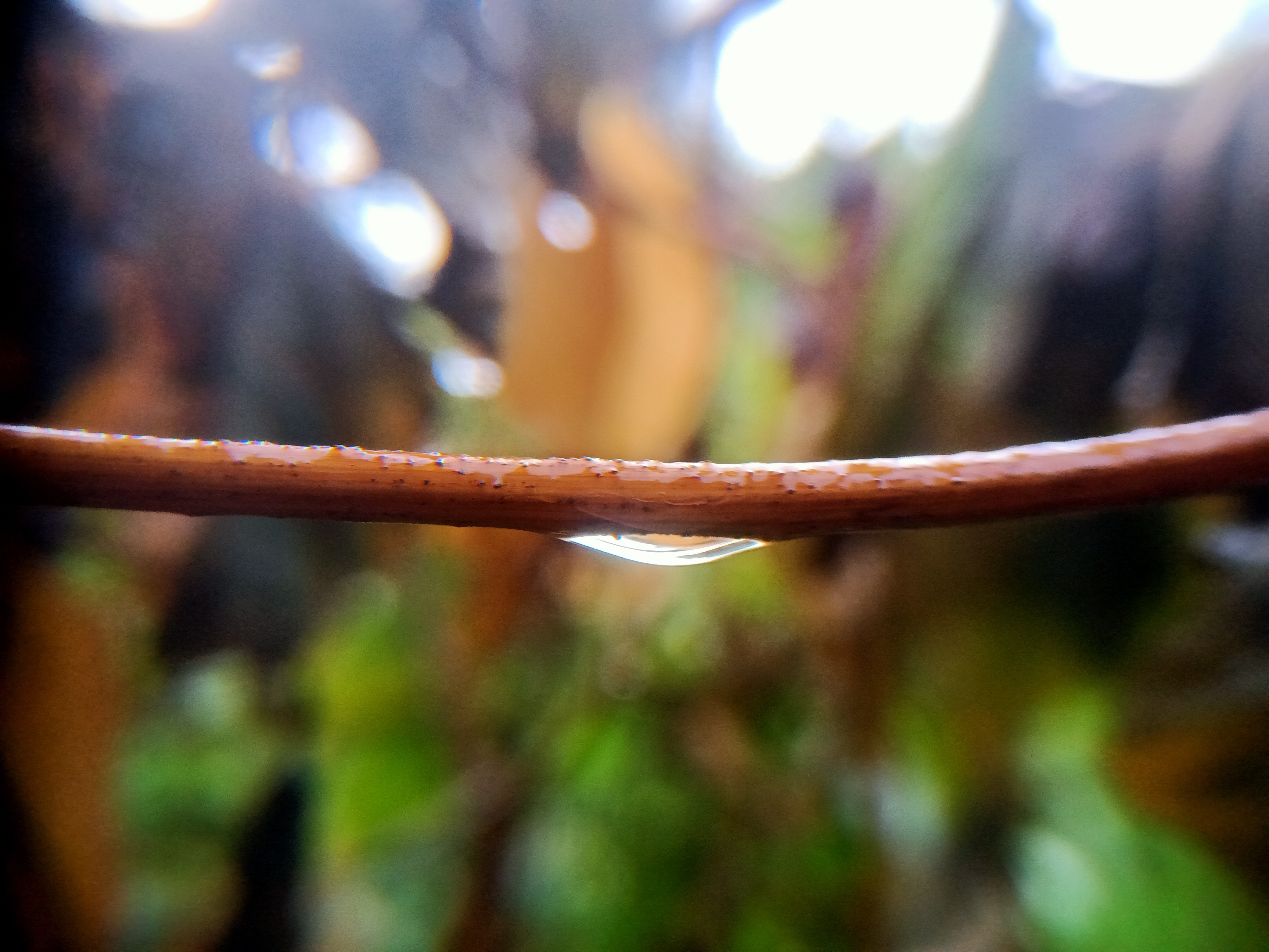 IMG20210324074424-01.jpeg