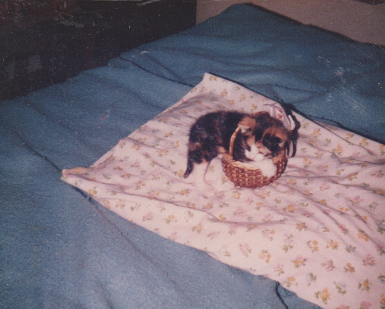 1998 maybe - a cat in a basket on mom's bed at 163.jpg