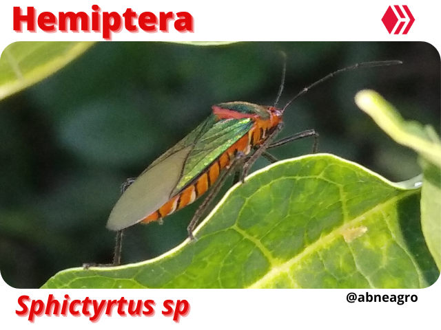 Automeris cf. jucunda (4).png
