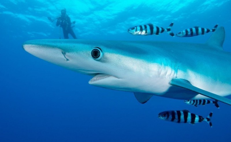 tiburones-tintorera.jpg