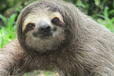  " " \"sloth 11.jpg\"""