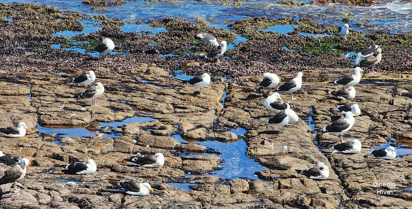 seagull-rocks-002.jpg