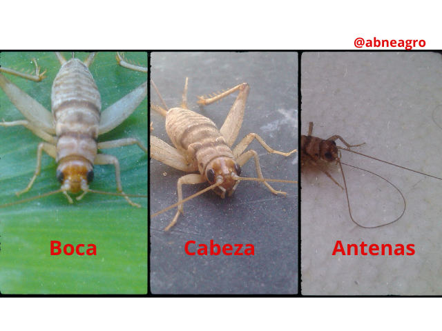 Orden Orthoptera partes 2.png