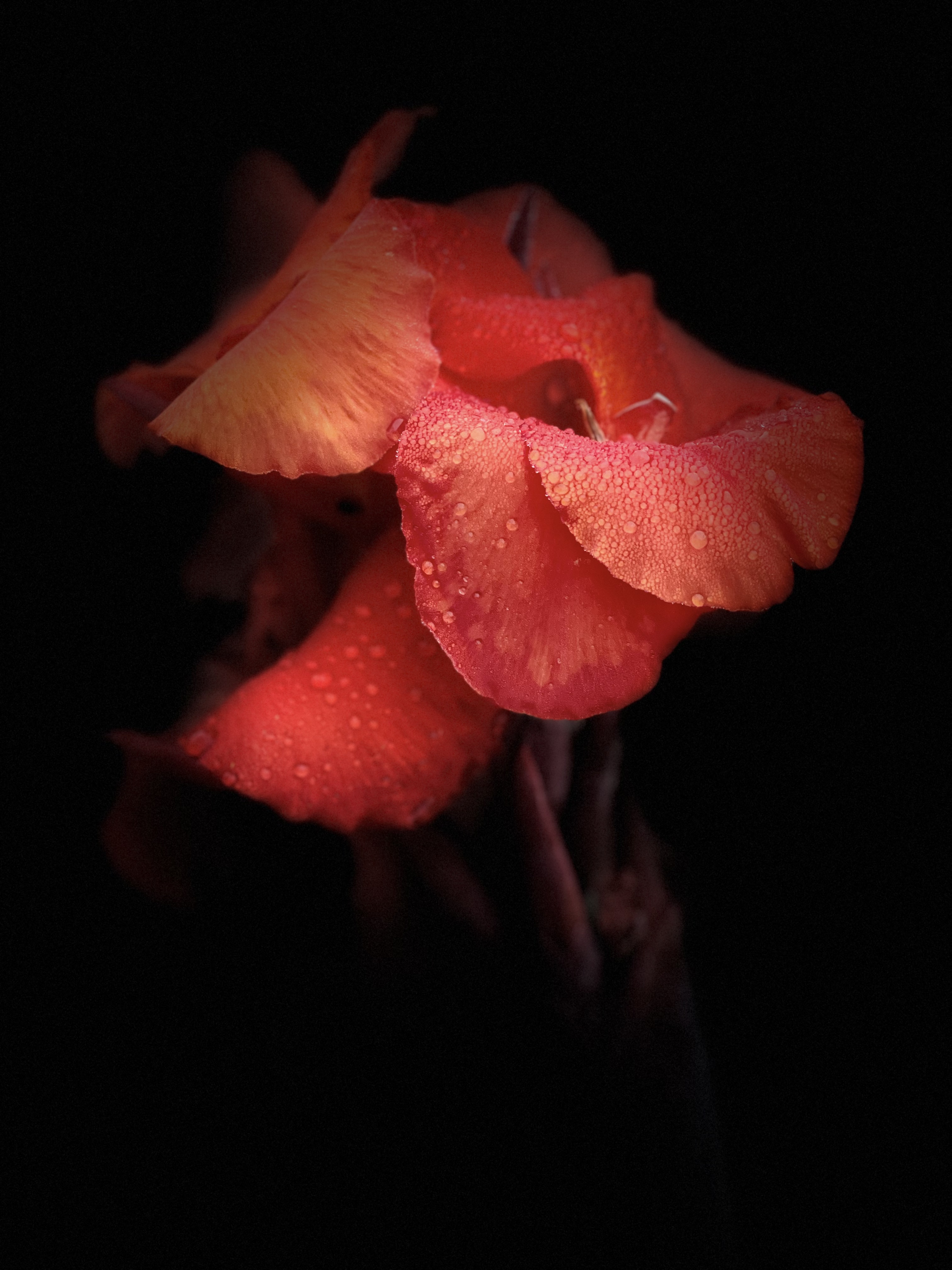 9752F0BF-9B90-4A17-A3B6-809A63720B51.jpeg