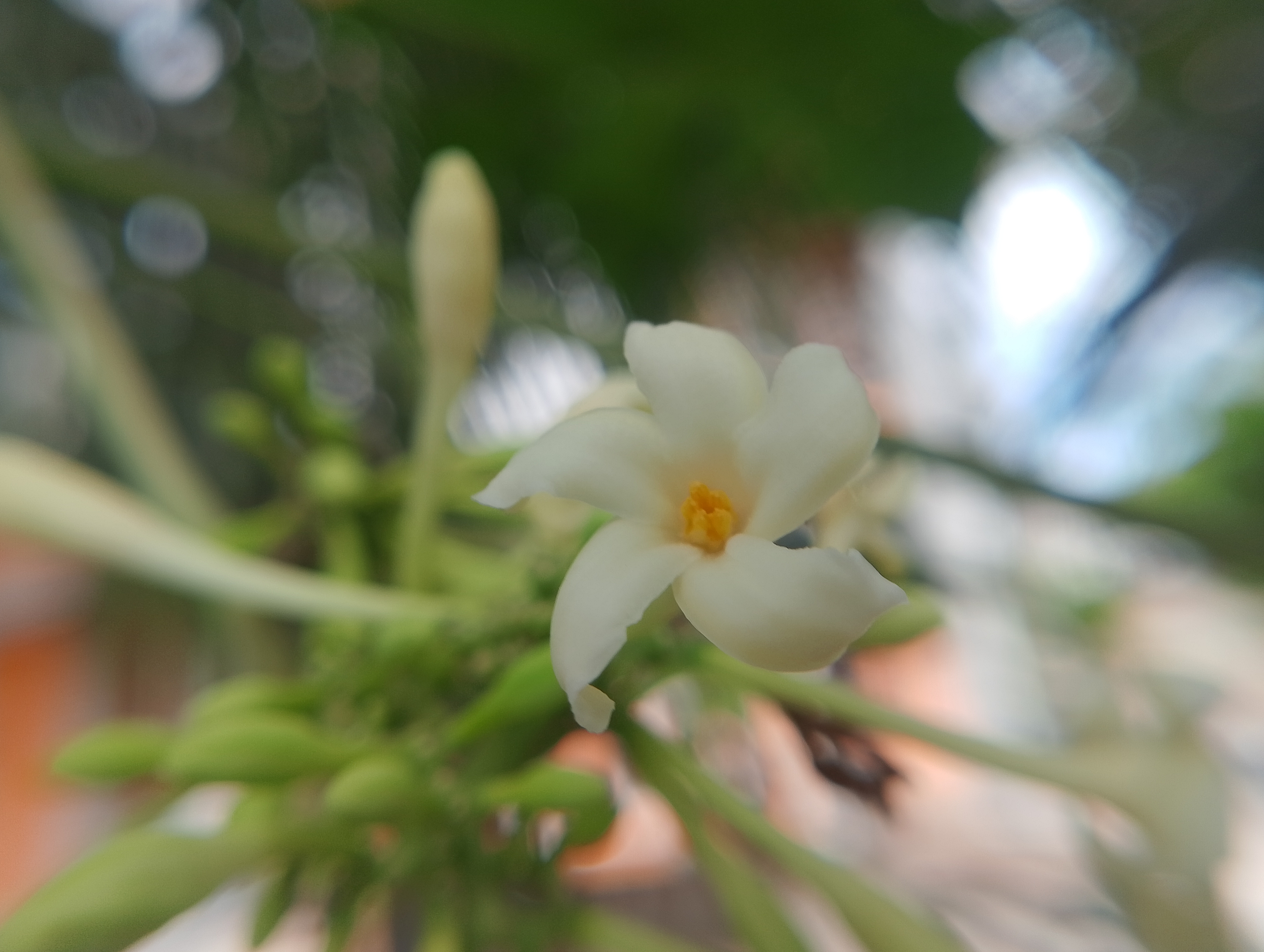 IMG_20250509_105651.jpg