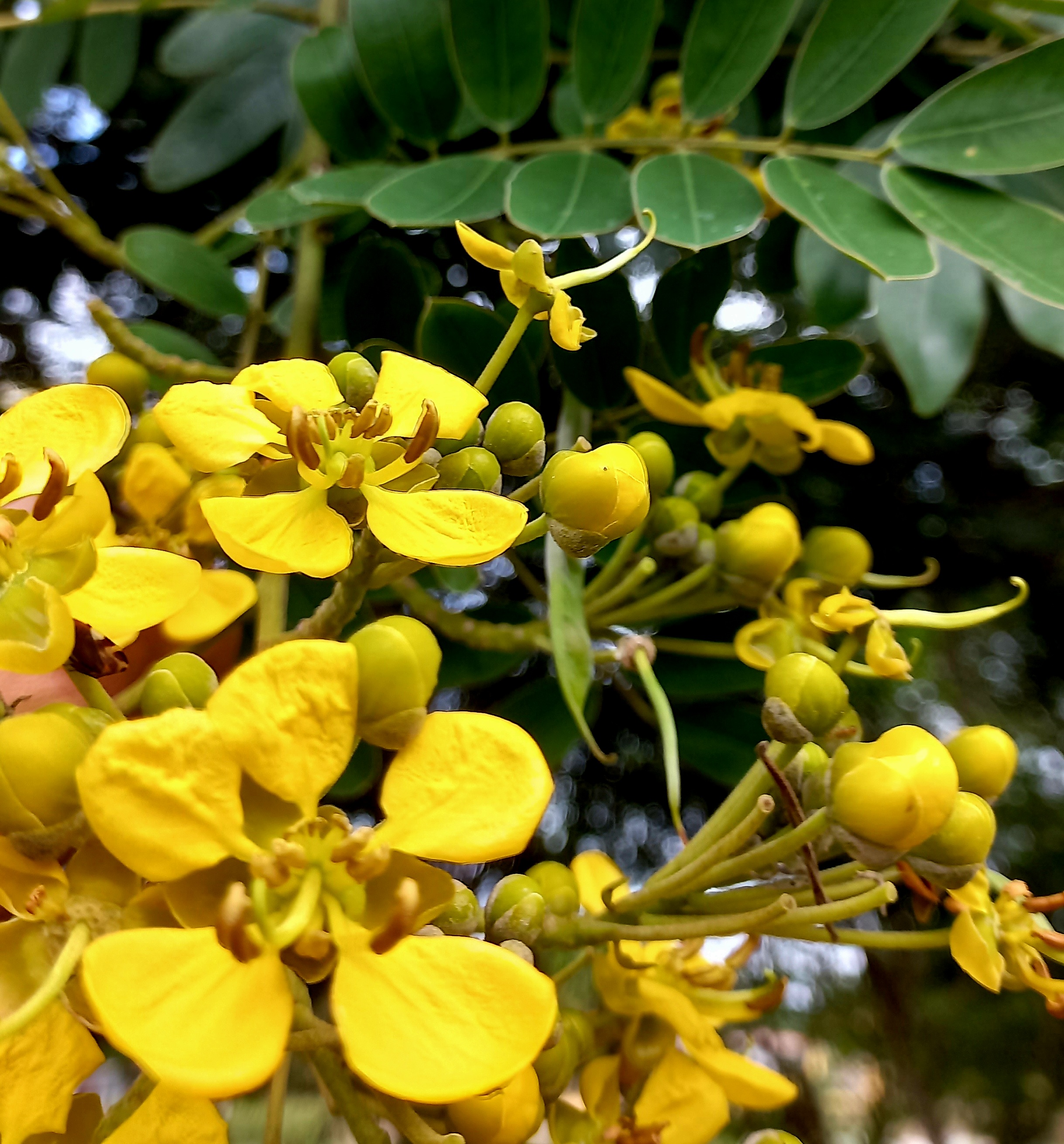 ESP/ENG] Árbol de hermosas flores amarillas/ tree of beautiful yellow  flowers. — Hive