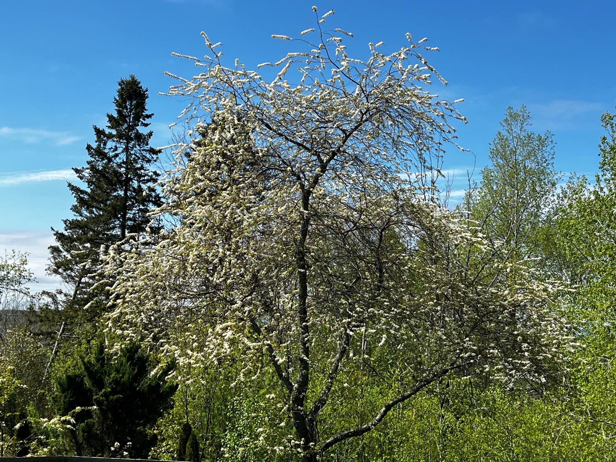 IMG_2289.jpeg