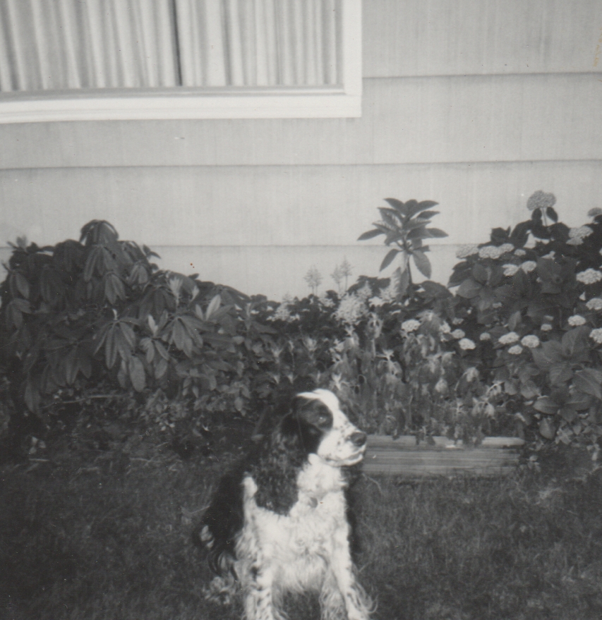 1964-07 - Tiffany Dog.jpg