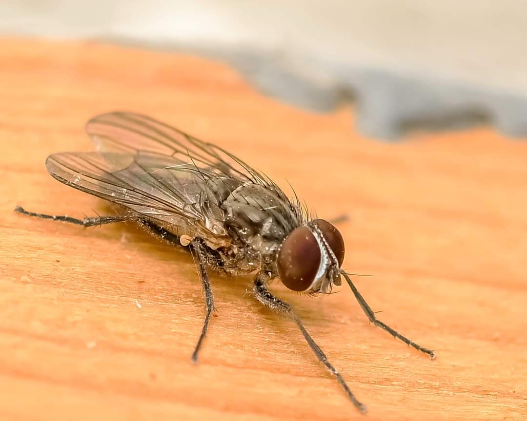 house fly insects (7).jpg