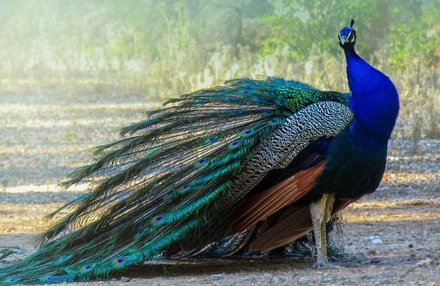 peacock789.jpg