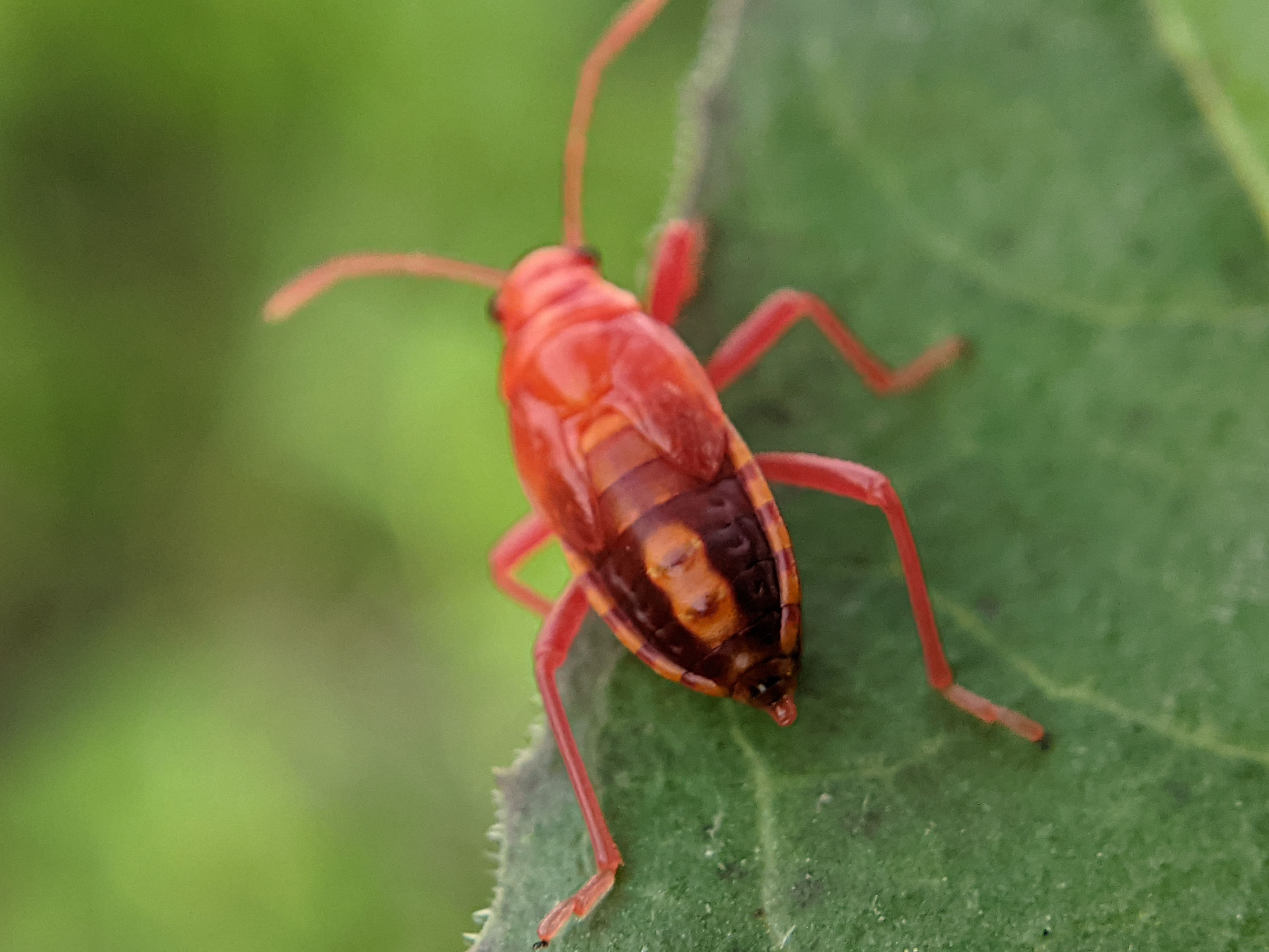Red Bug (3).jpg